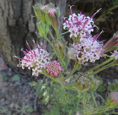 Chaenactis douglasii