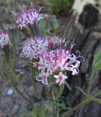 Chaenactis douglasii