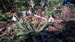 Galanthus plicatus