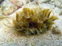 Polybranchia orientalis