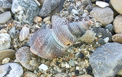 Nassarius fossatus