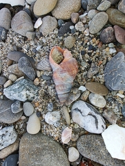 Nassarius fossatus