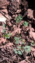 Corydalis paczoskii