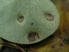 Puccinia asarina