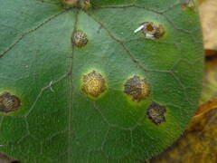 Puccinia asarina