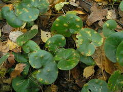 Puccinia asarina