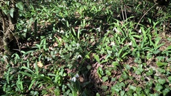 Galanthus plicatus