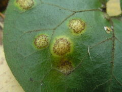 Puccinia asarina