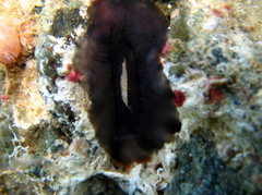 Scutus unguis