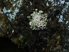 Cladonia grayi