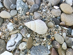 Nassarius fossatus