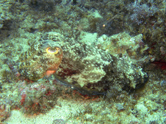 Sepia latimanus