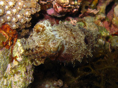 Sepia papuensis