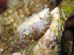 Sepia papuensis