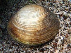 Cyclotellina