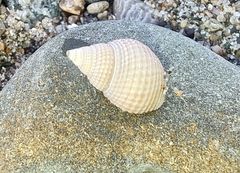 Nassarius perpinguis