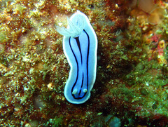 Chromodoris willani