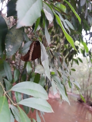 Siproeta epaphus trayja