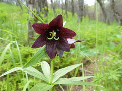 Fritillaria camschatcensis