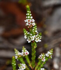 Baeckea imbricata