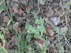 Medicago rigidula