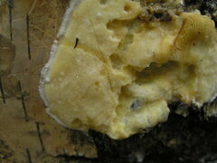 Gloeoporus pannocinctus