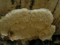 Gloeoporus pannocinctus