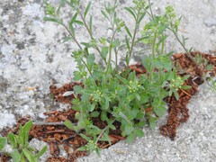 Campanula erinus