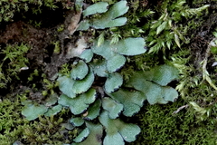 Targionia hypophylla