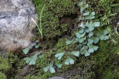 Targionia hypophylla