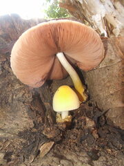 Volvariella bombycina flaviceps