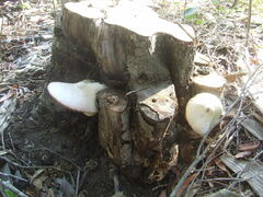 Volvariella bombycina flaviceps