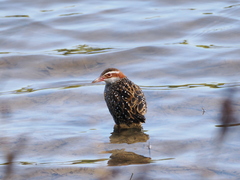 Gallirallus philippensis mellori