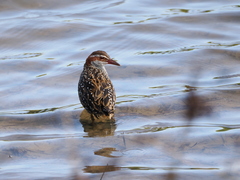 Gallirallus philippensis mellori