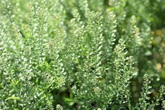 Lepidium ruderale