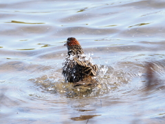 Gallirallus philippensis mellori