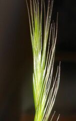 Festuca bromoides