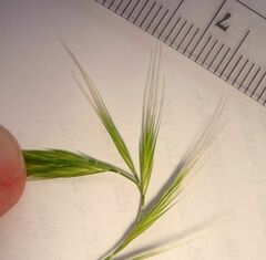 Festuca bromoides