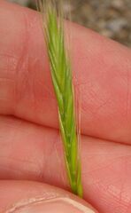 Festuca bromoides