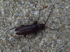 Arhopalus ferus