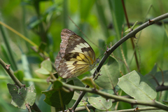 Belenois gidica abyssinica