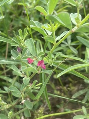 Lotus cruentus
