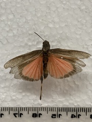 Arphia pseudonietana