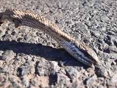 Philodryas chamissonis