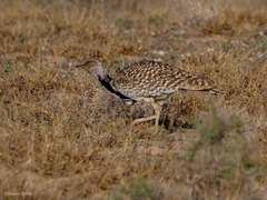 Chlamydotis undulata