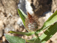 Centaurea pectinata