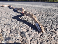 Philodryas chamissonis