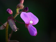 Desmodium molliculum