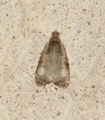 Olethreutes punctanum