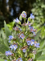Echium acanthocarpum